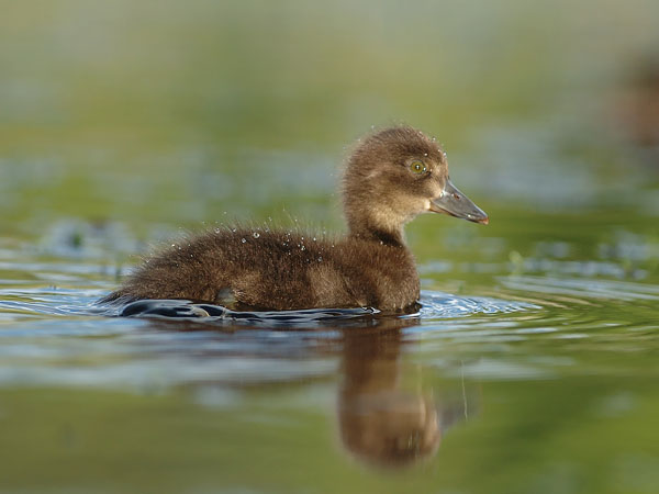 Tukkasotka, Tufted Duck, Aythya fuligula